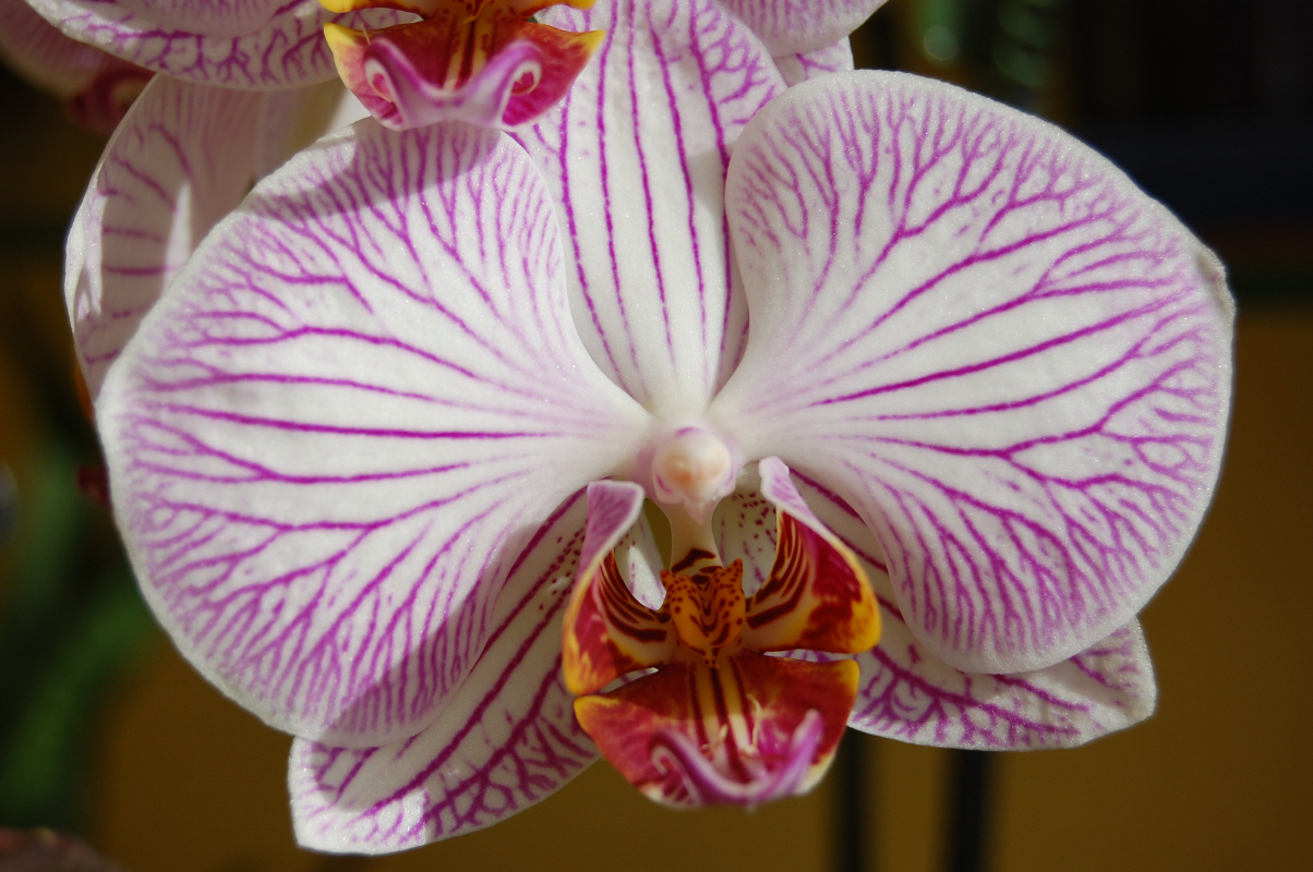 cuidado de los phalaenopsis 7 de flors