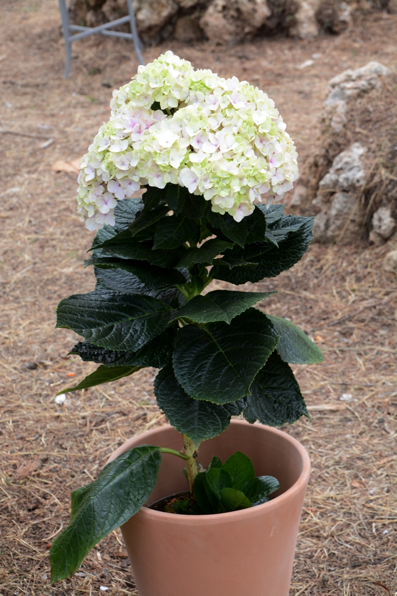 hortensia gigante