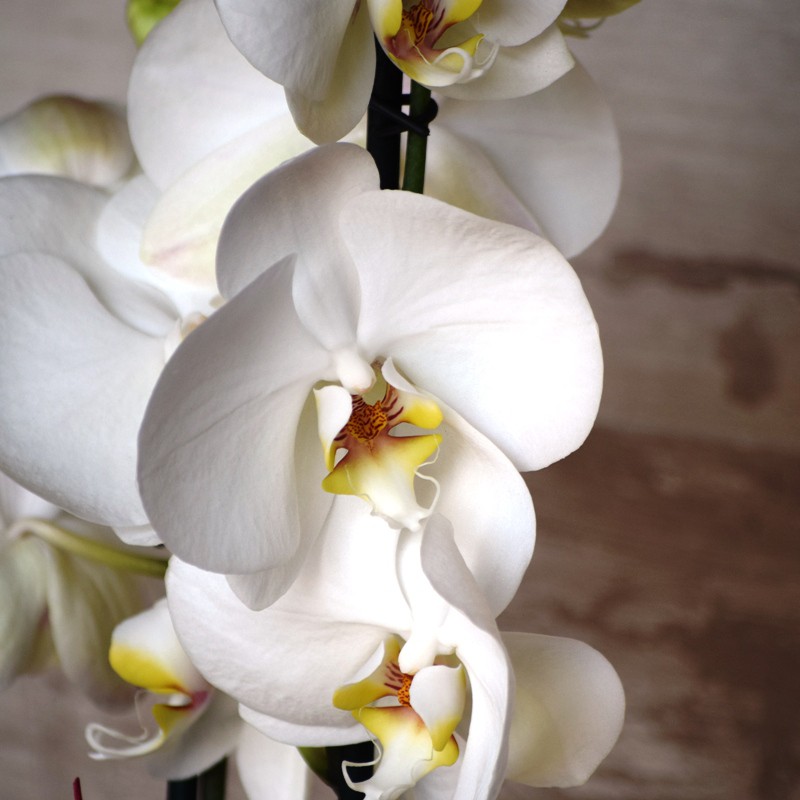 Orquídea phalenopsis 7deflors